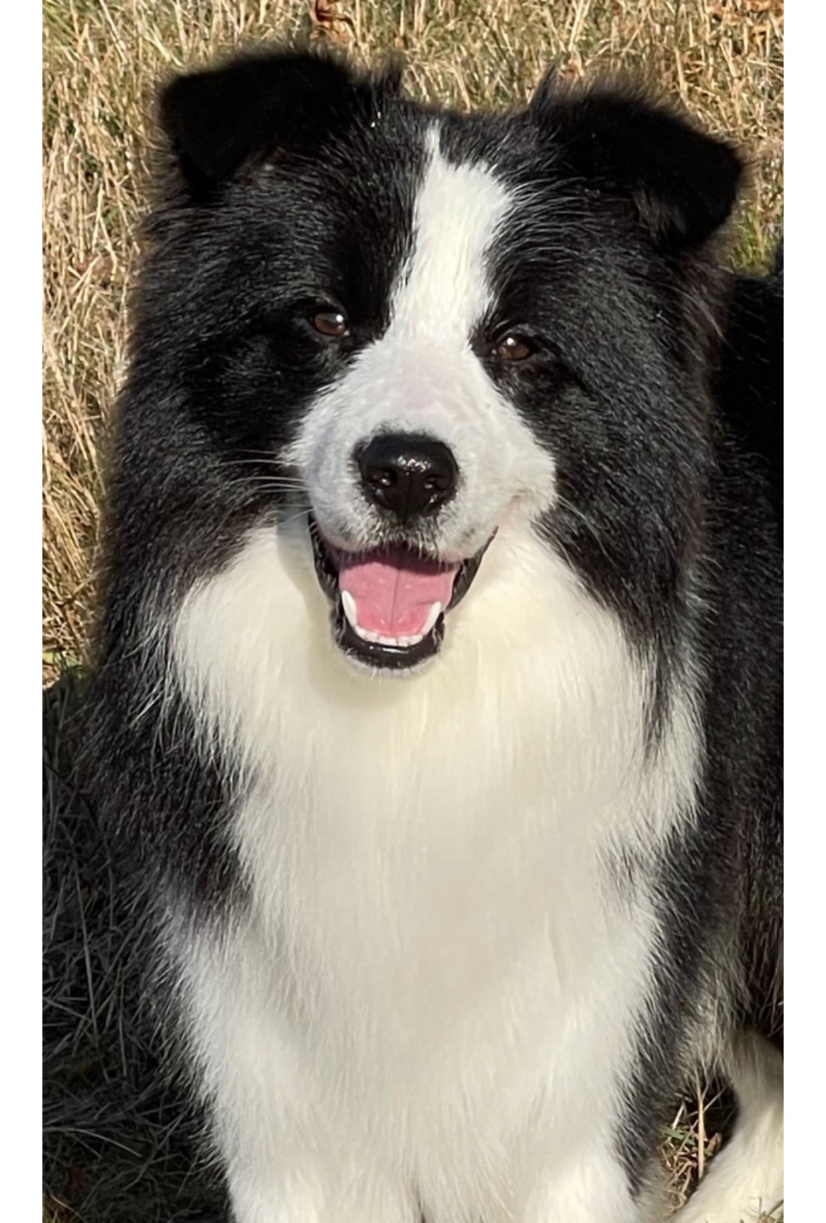 4BORDER_COLLIE_SHOW_TARZANjpeg.jpeg