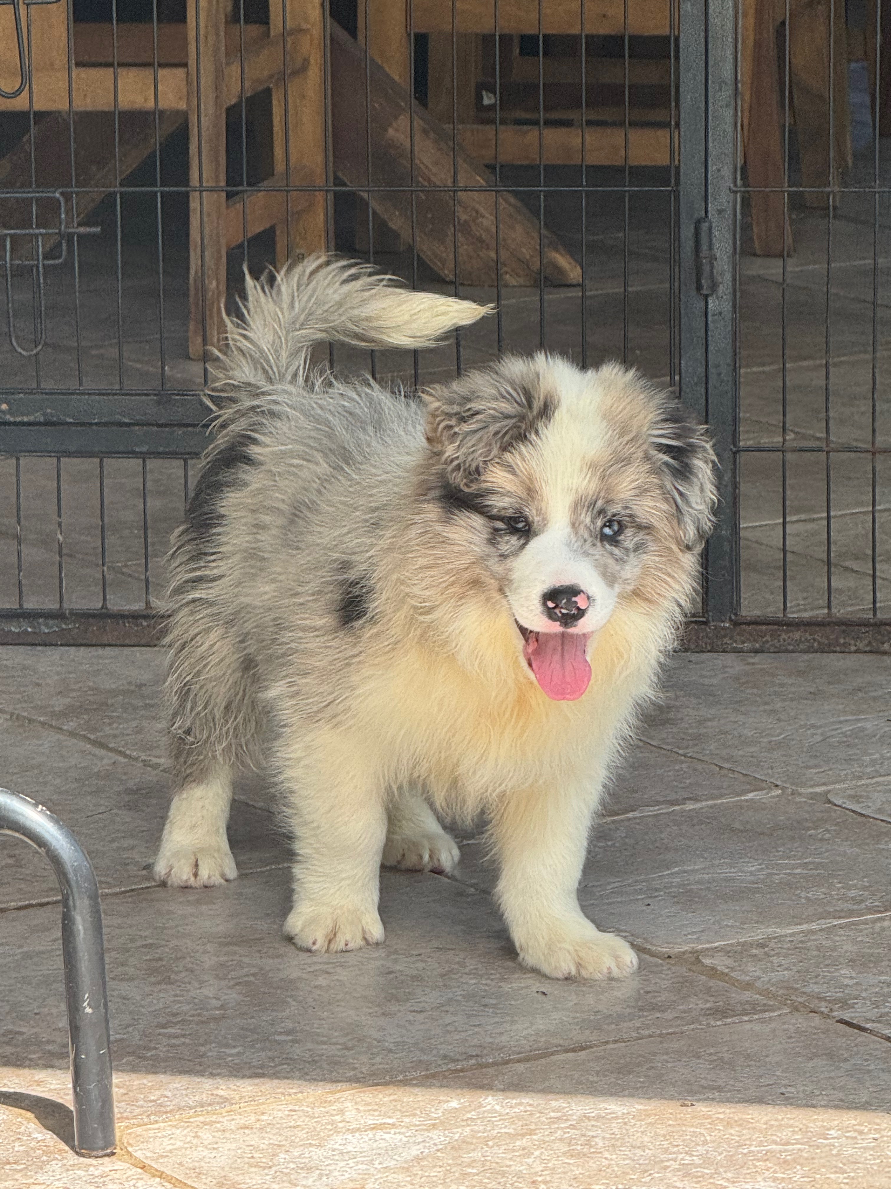 BORDER_COLLIE_DE_BEAUTE_5.jpeg