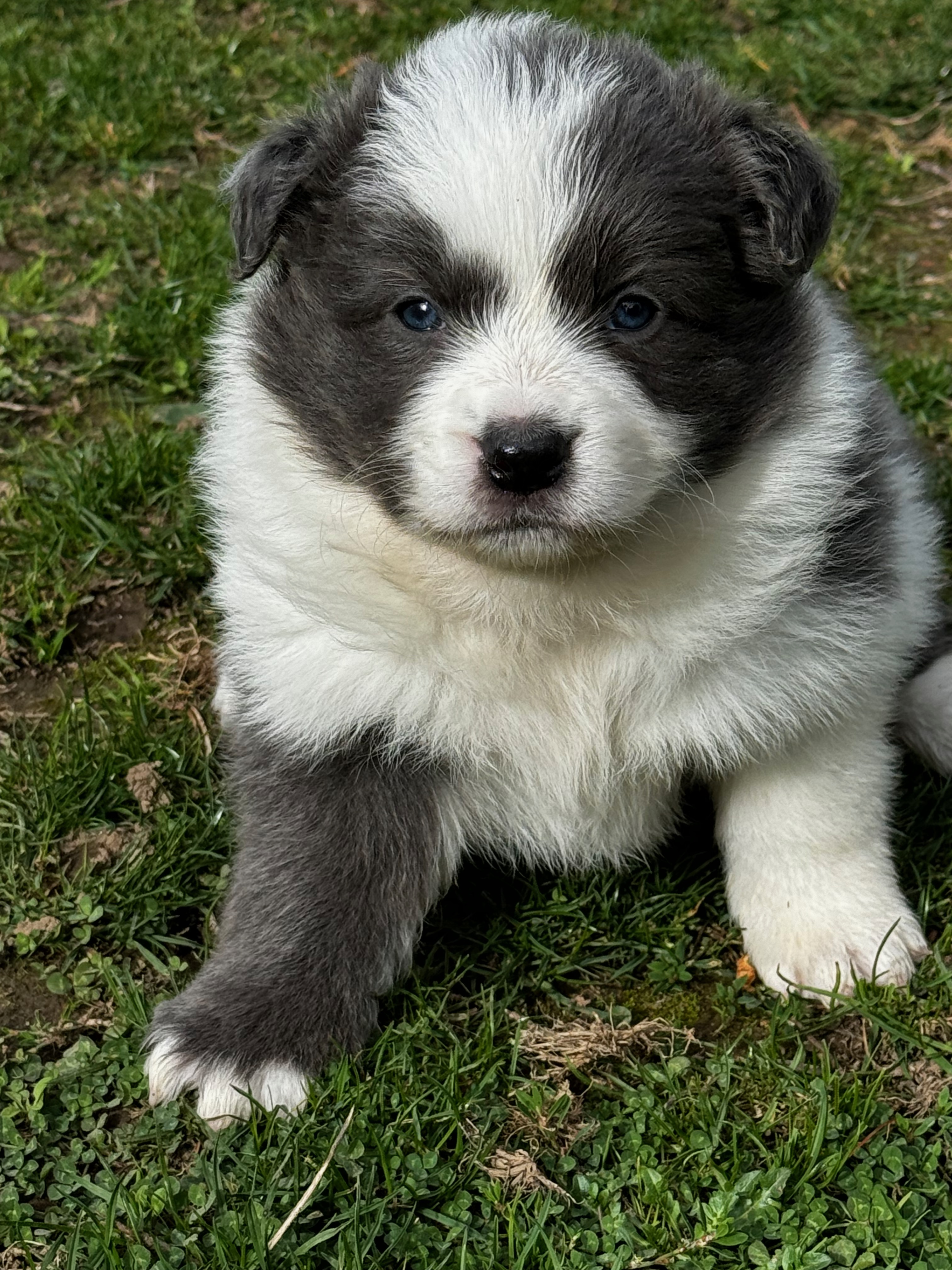 BORDER_COLLIE_SHOWF1_RU.jpeg