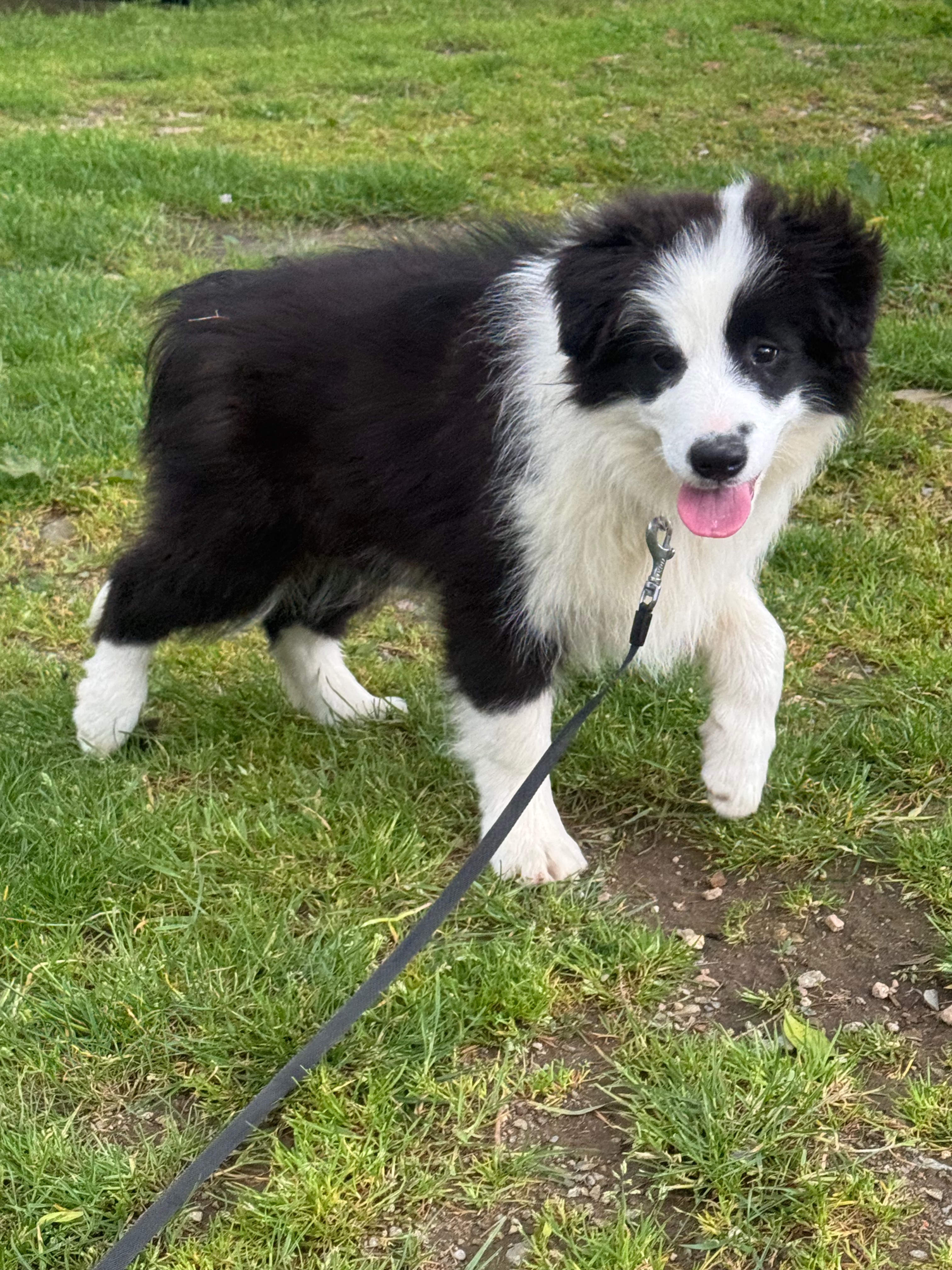 BORDER_COLLIE_SHOW_BEAUTE.jpeg