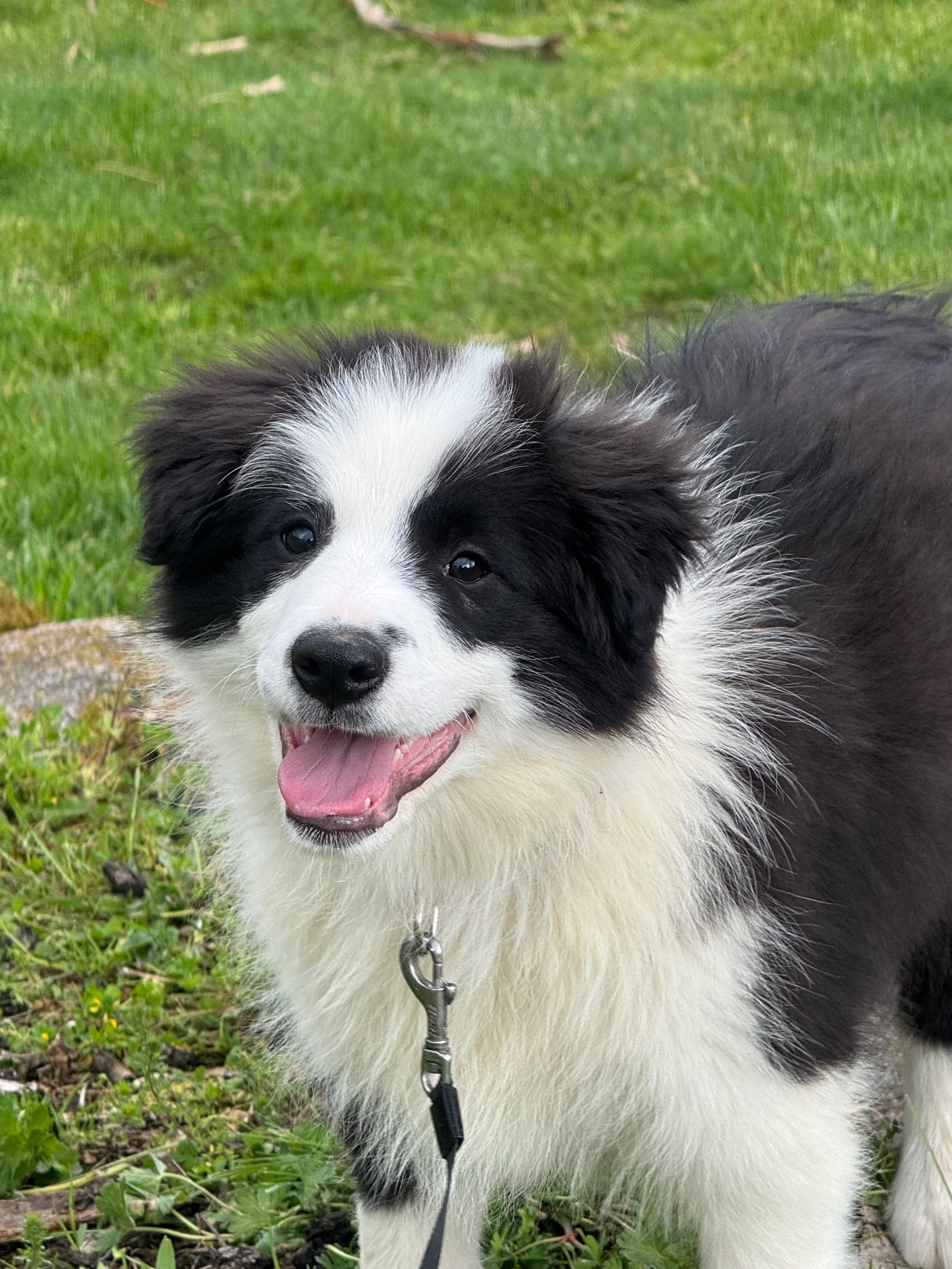 BORDER_COLLIE_SHOW_BEAUTE_1.jpeg