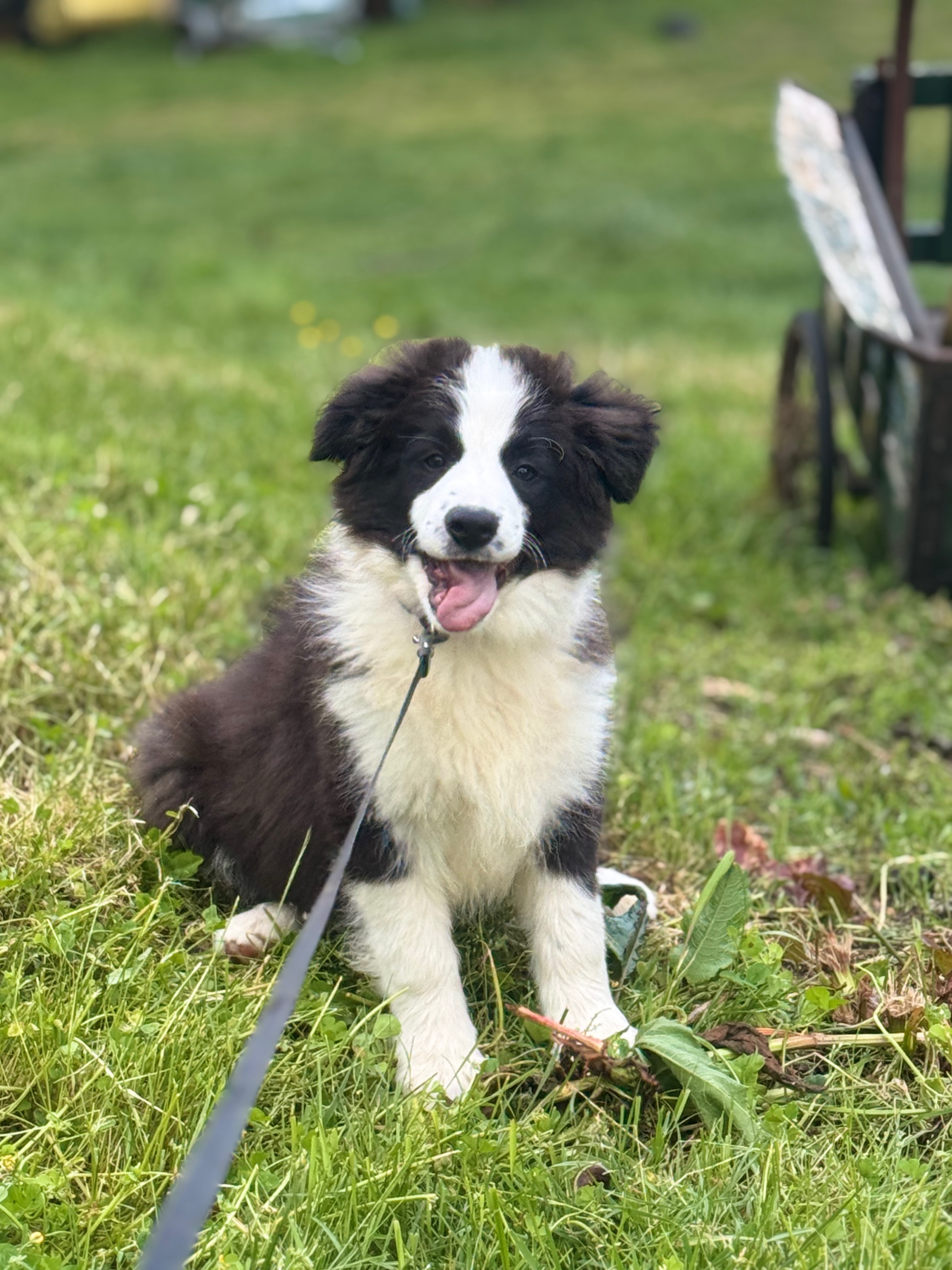 BORDER_COLLIE_SHOW_BEAUTE_5.jpeg