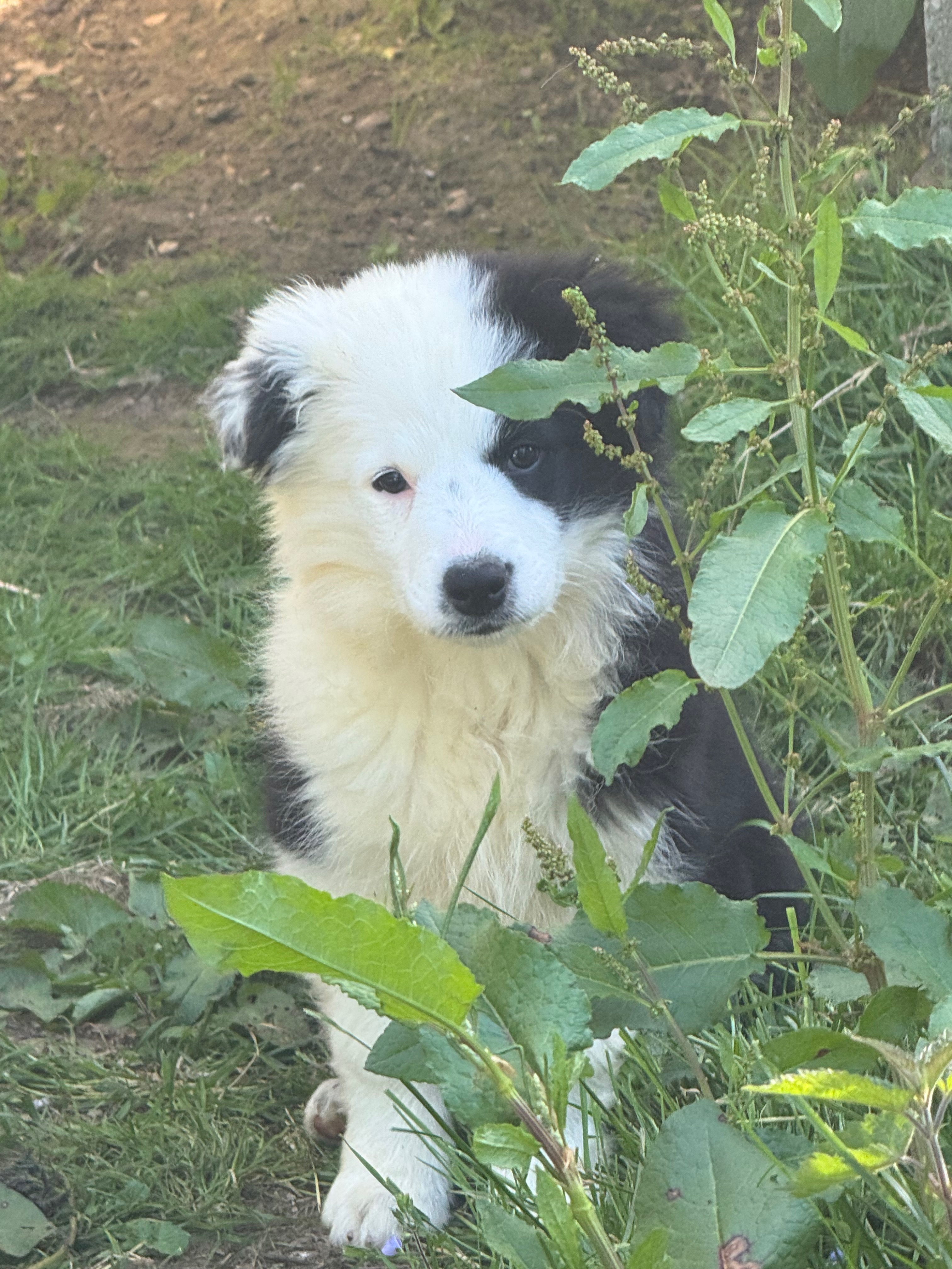BORDER_COLLIE_SHOW_DE_BEAUTE_8.jpeg