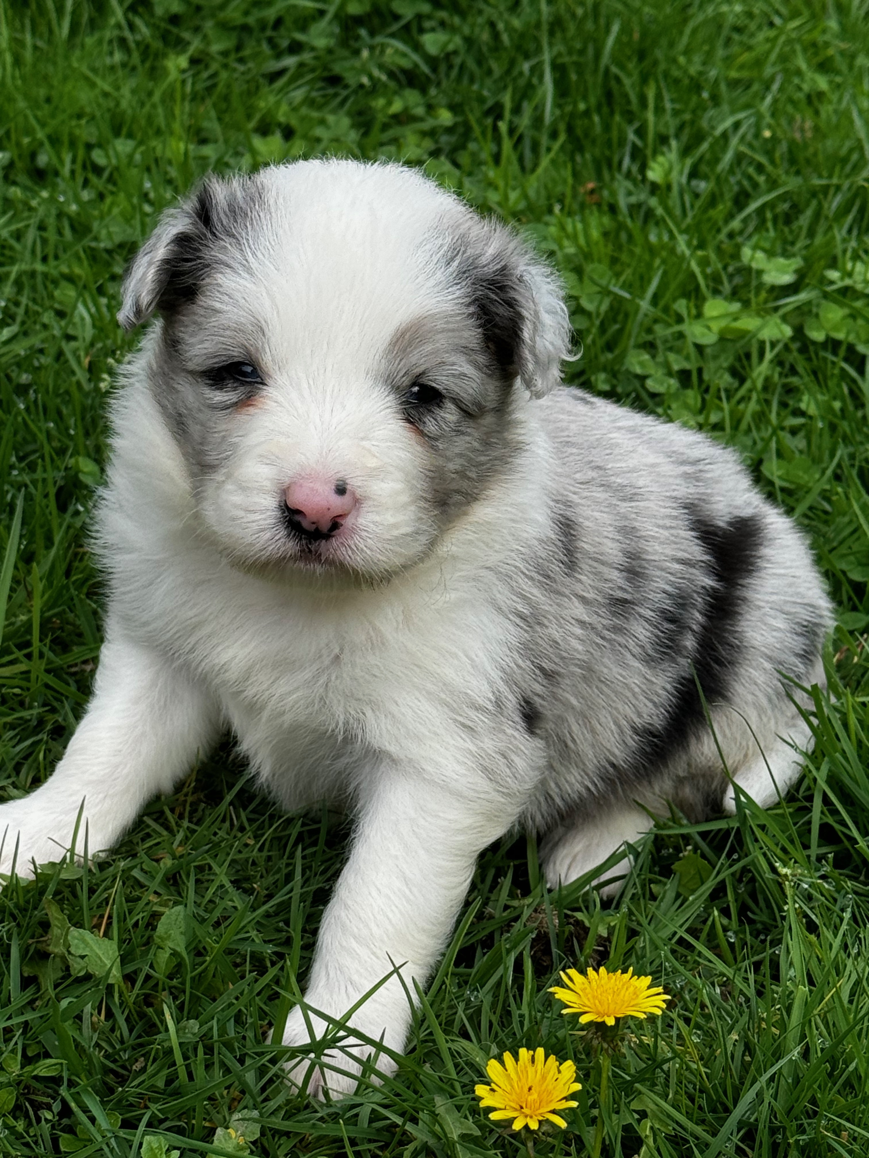 BORDER_COLLIE_SHOW_FEMPISTACHE.jpeg