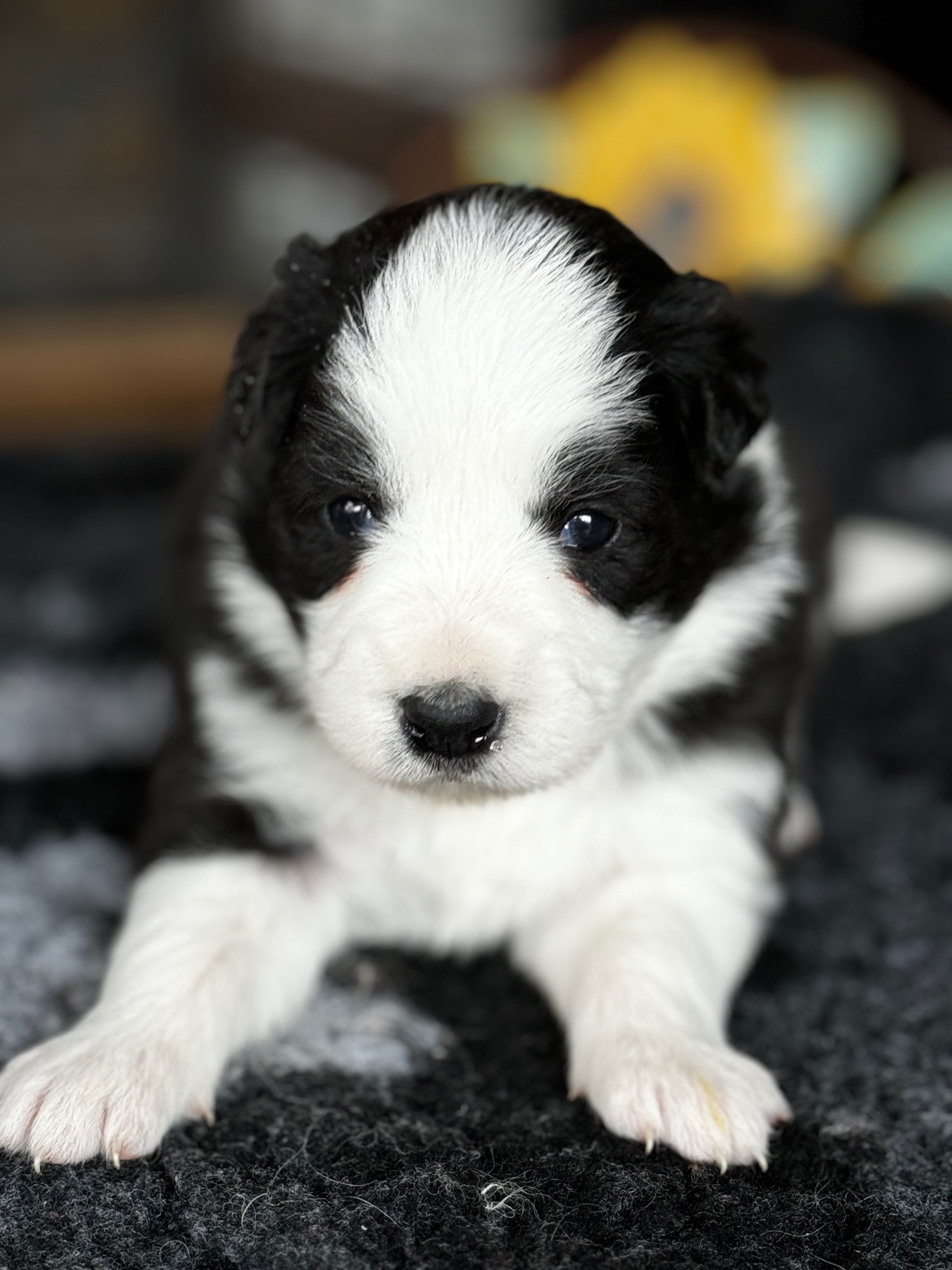 BORDER COLLIE SHOW F TEQUI