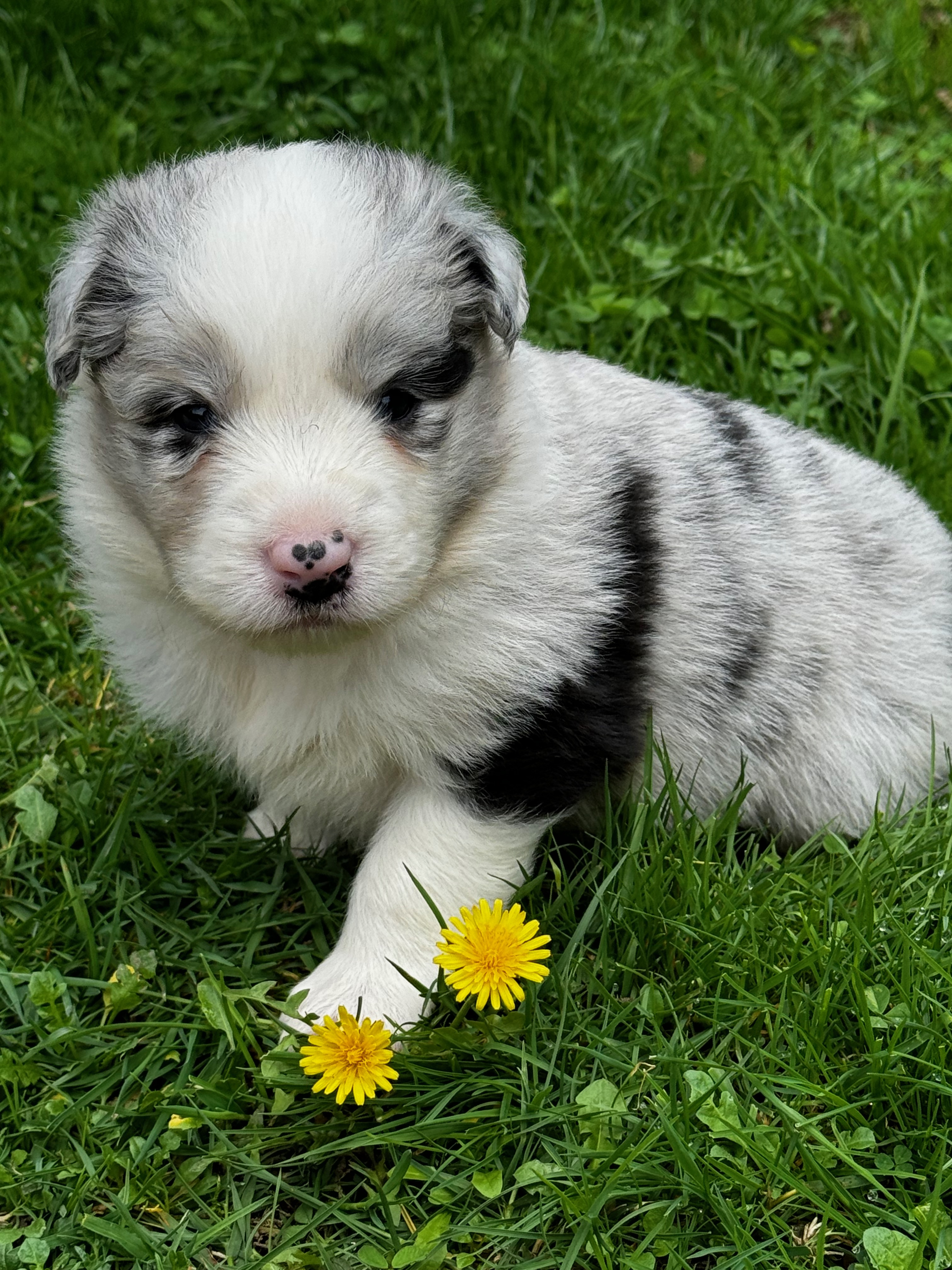 BORDER_COLLIE_SHOW_ML_N1_TEQUILLA.jpeg