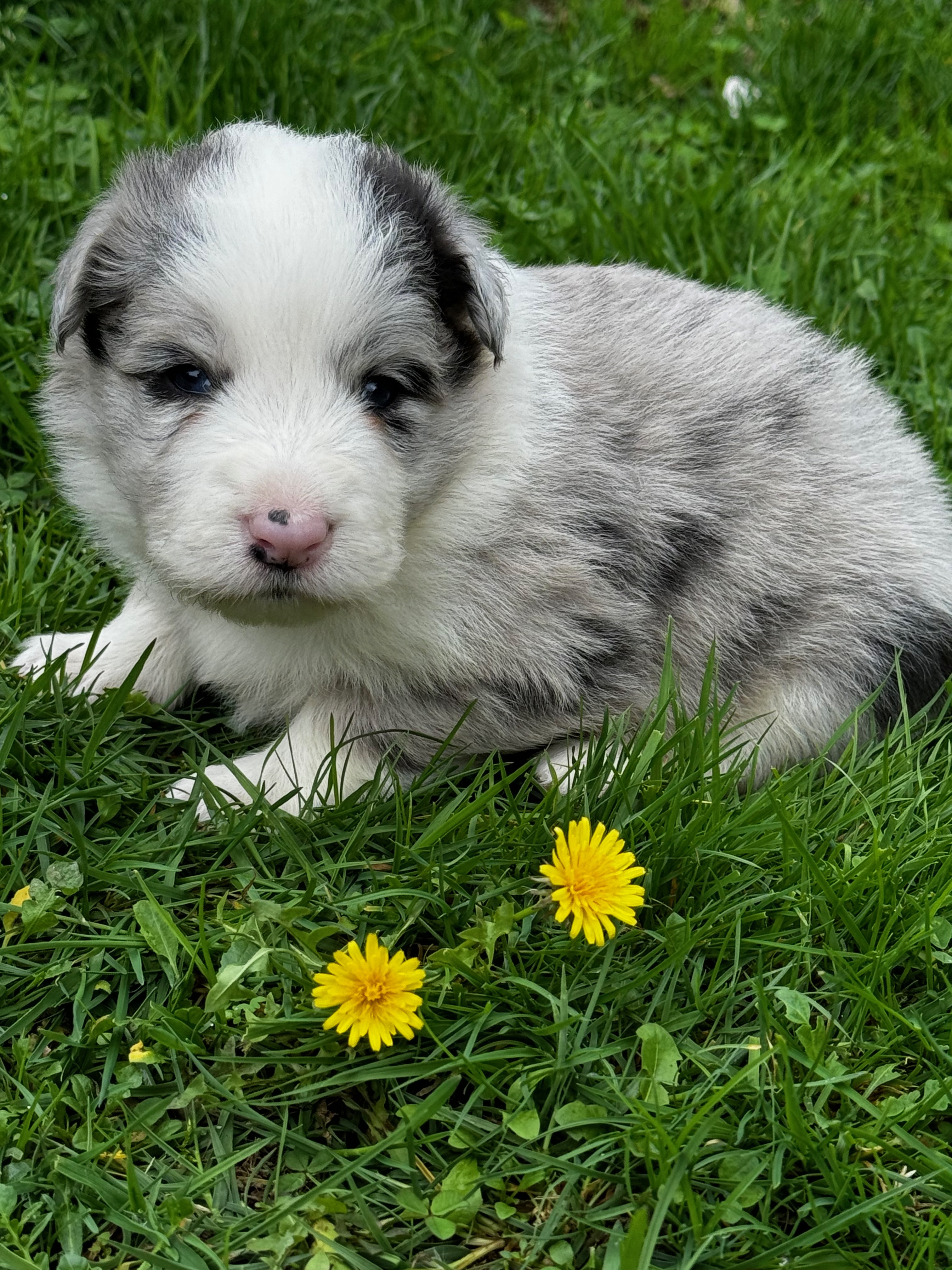 BORDER_COLLIE_SHOW_ML_N2_PITACHE.jpeg