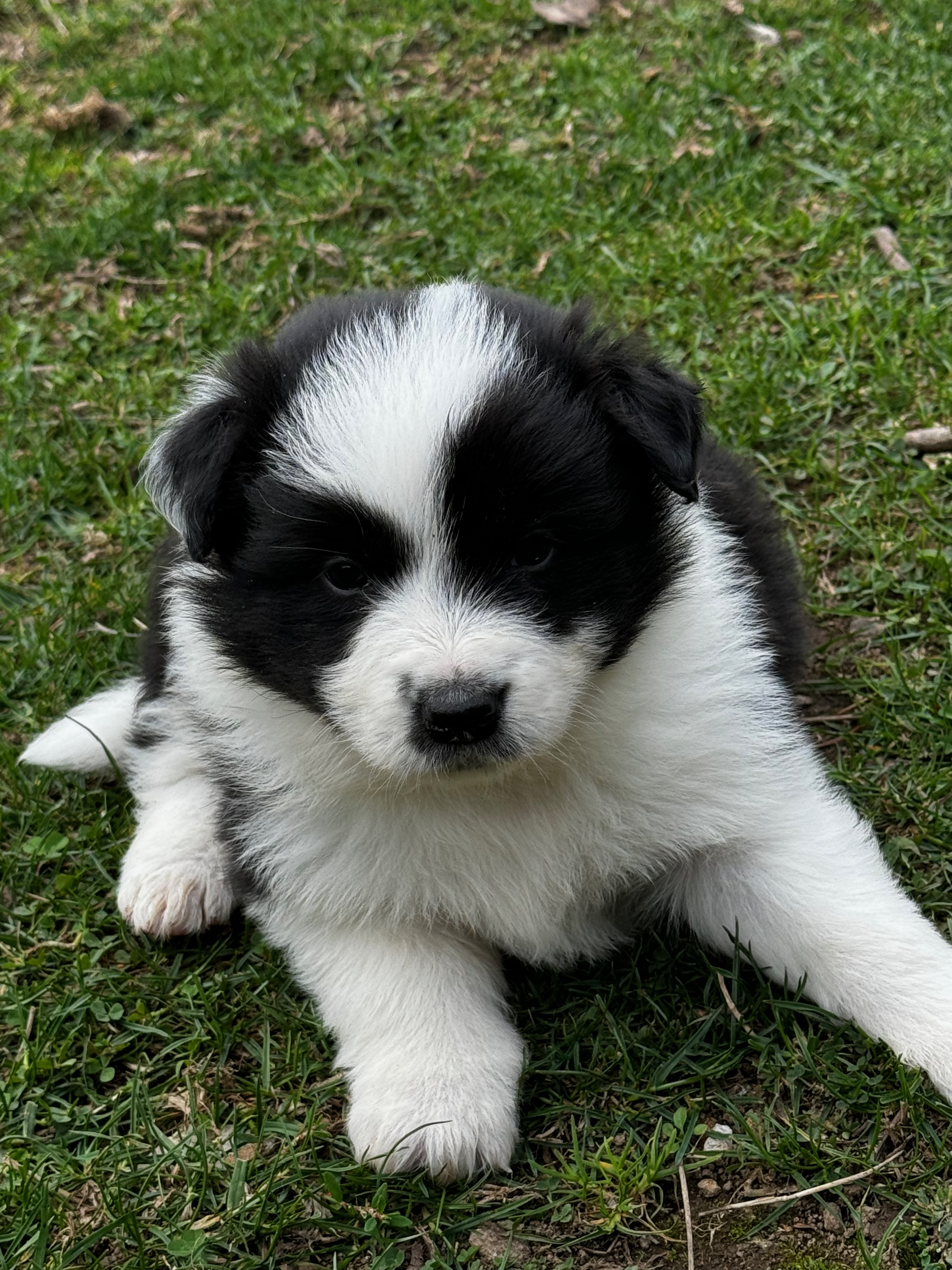 BORDER_COLLIE_SHOW_MN1_RU.jpeg