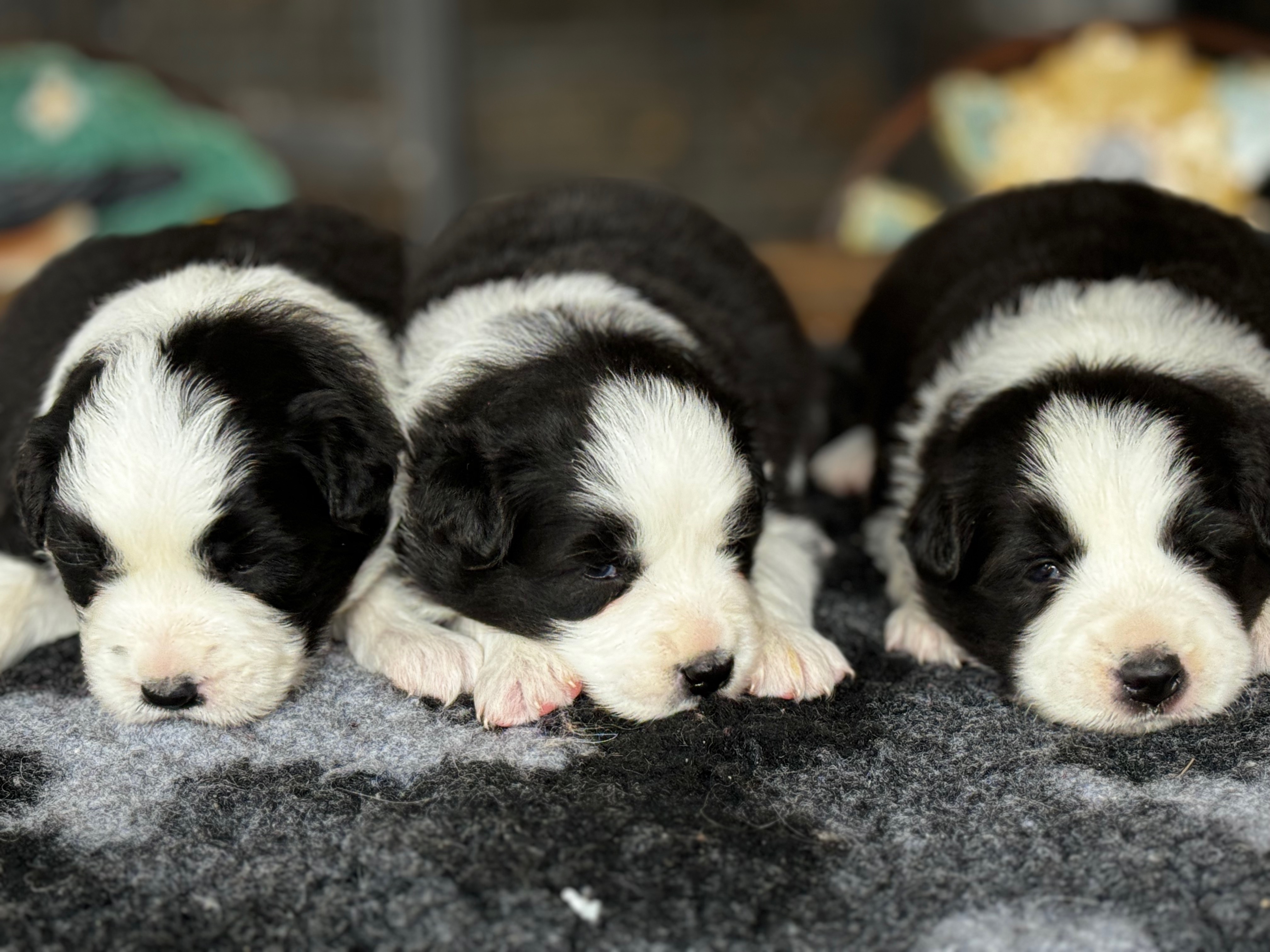 BORDER_COLLIE_SHOW_SITE.jpeg