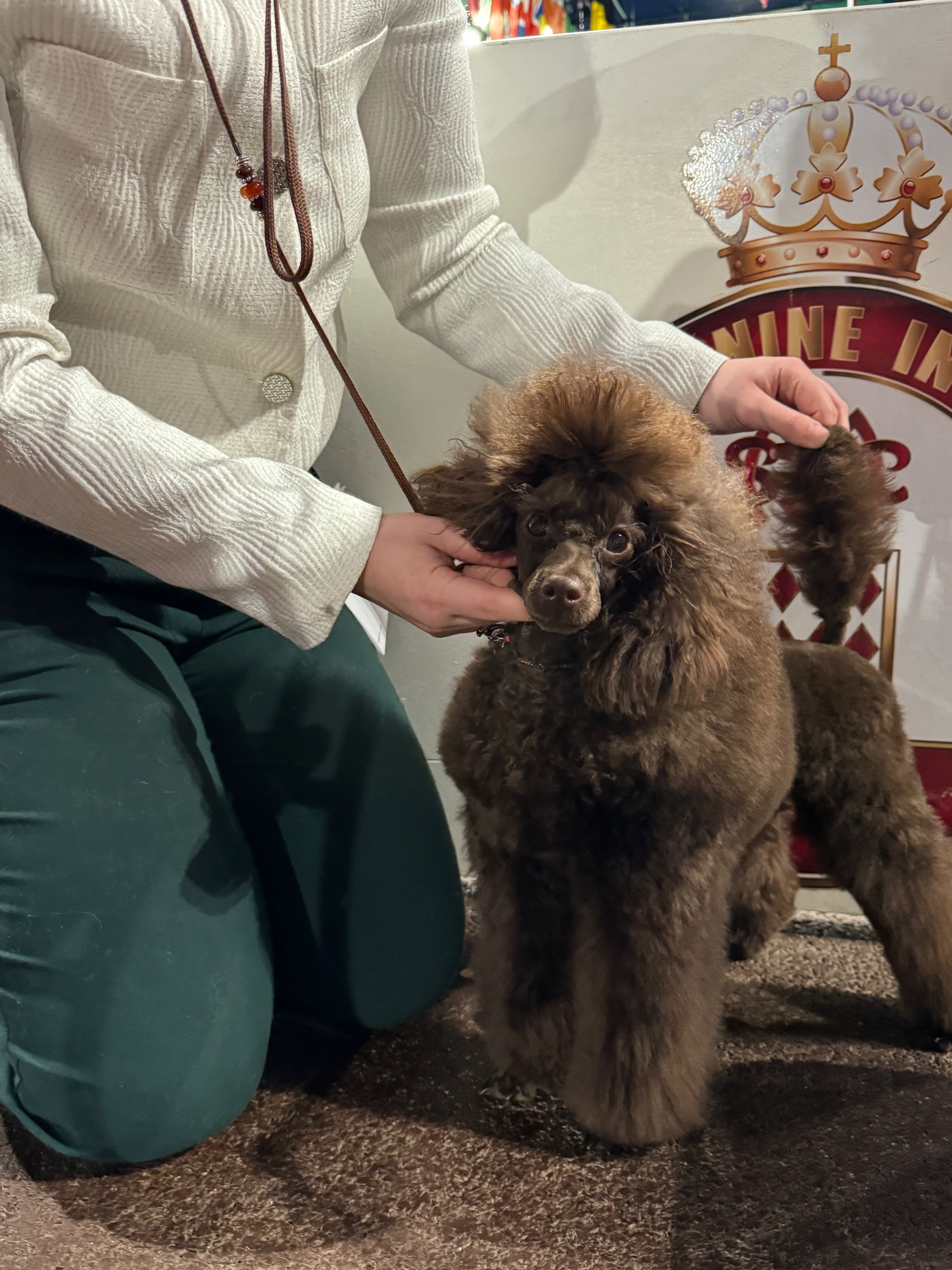 CANICHE_NAIN_CHOCOLAT_MARRON.jpeg