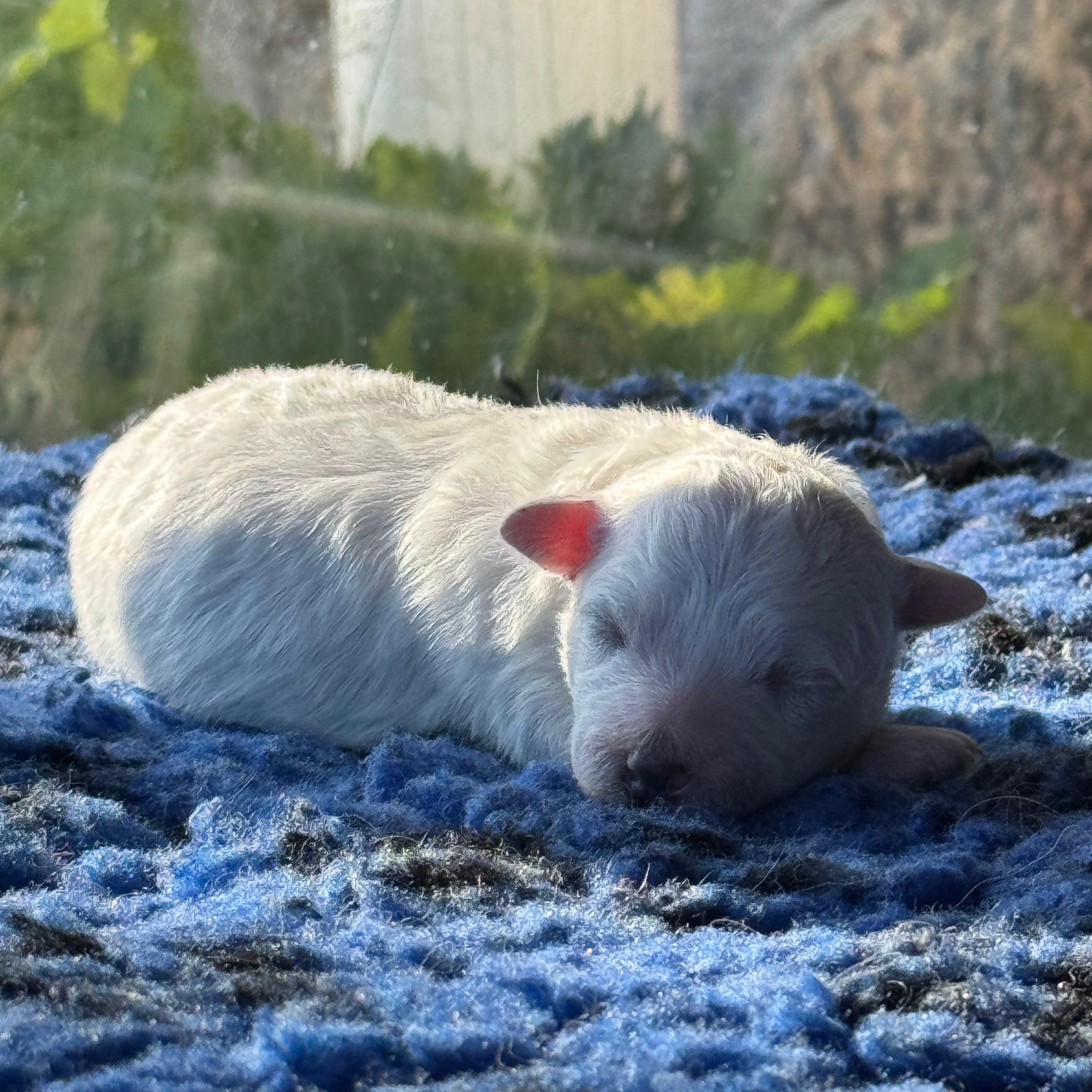 MALE_1_BICHON_FRISE.jpeg
