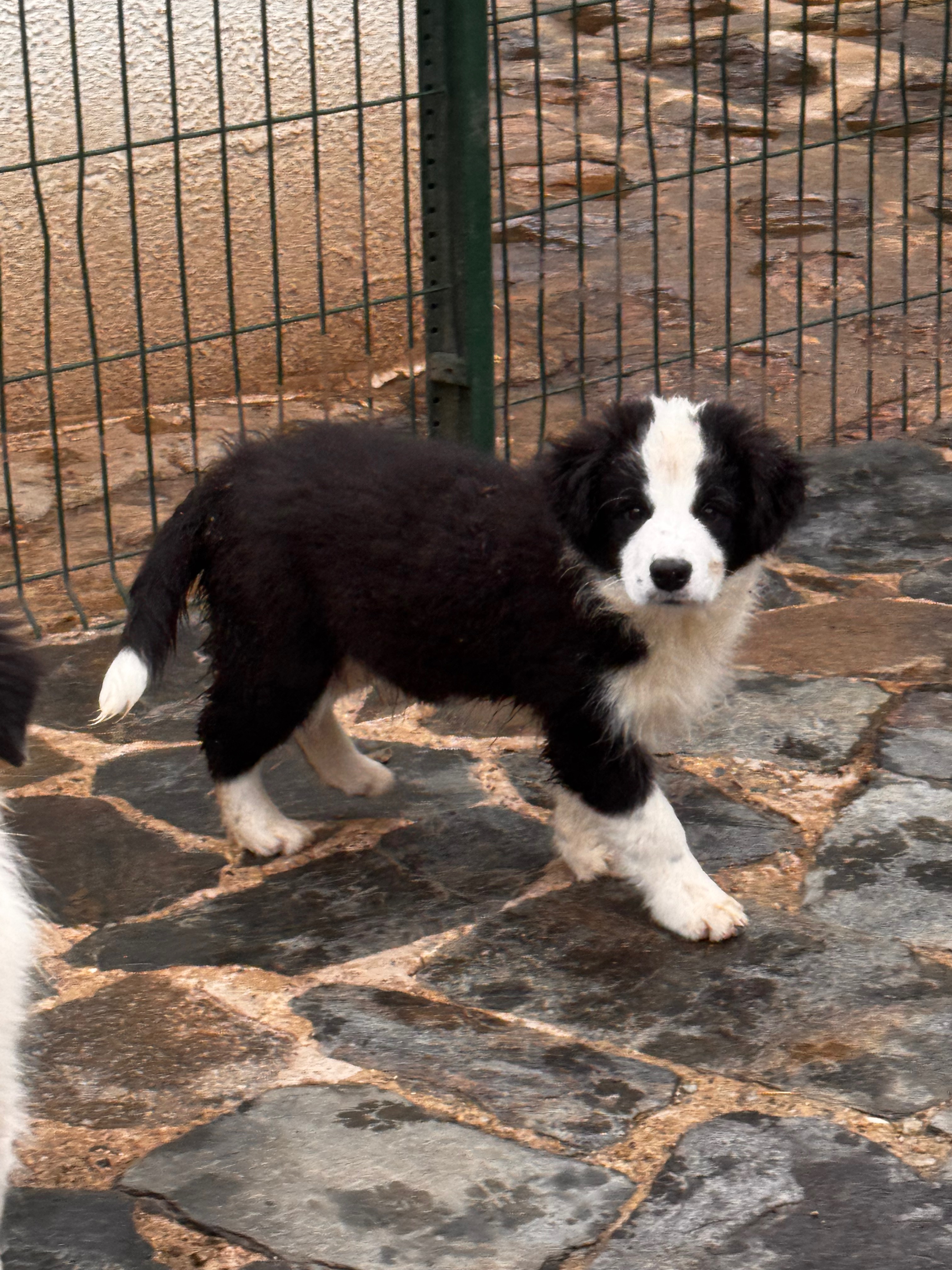 border_collie_show_p.jpeg