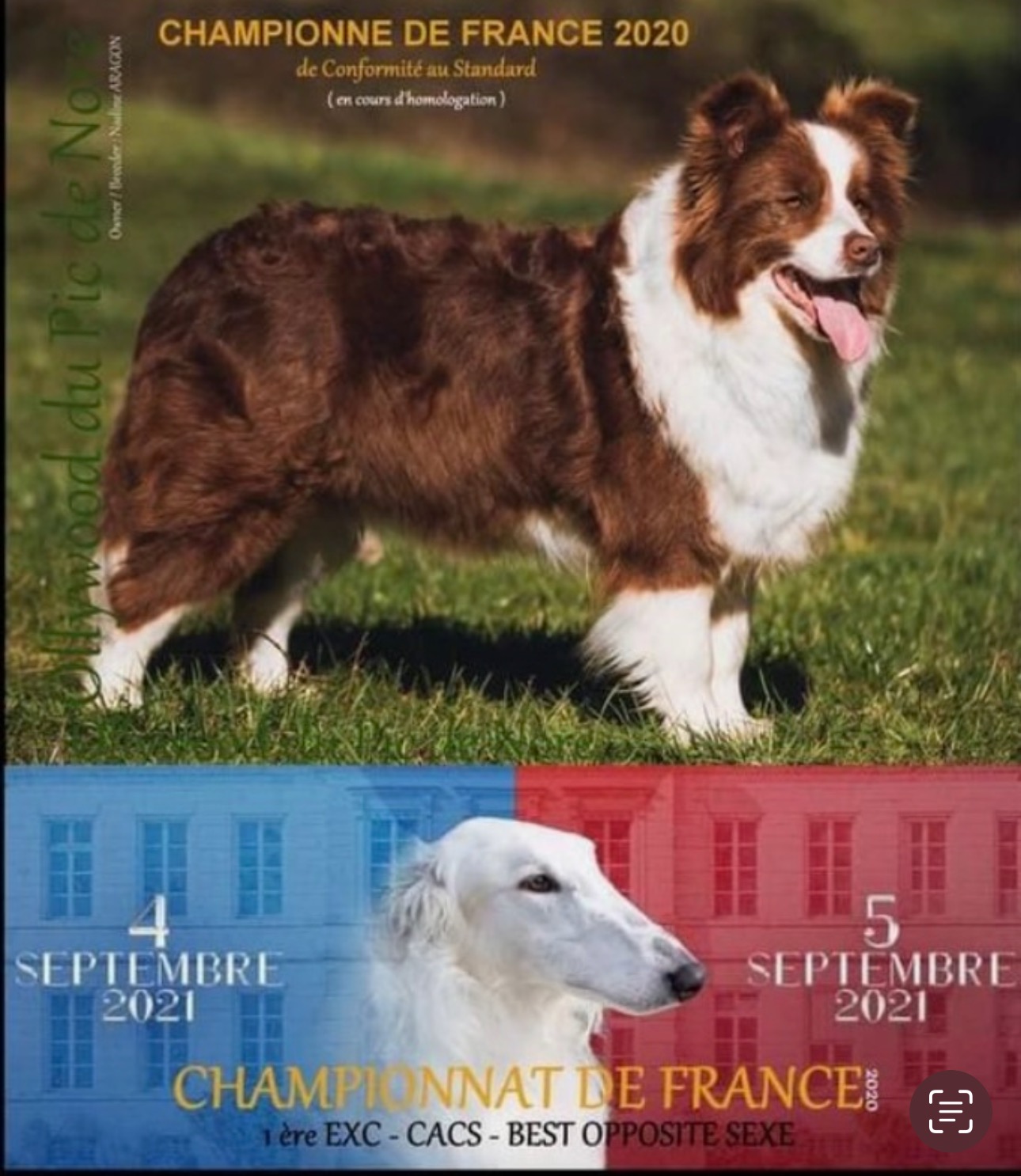 BORDER COLLIE SHOW OLLY